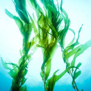 Ocean Marine Body Wrap