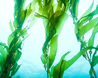 Ocean Marine Body Wrap (60 mins)